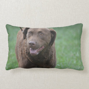Chesapeake Bay Retriever Kussen