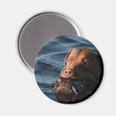 Chesapeake Bay Retriever Magneet (Voorkant / Achterkant)