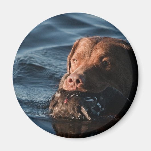 Chesapeake Bay Retriever Magneet (Voorkant)