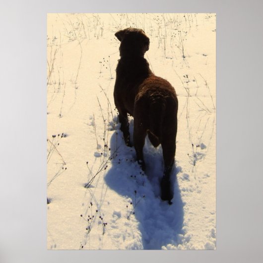 Chesapeake Bay Retriever Poster (Voorkant)