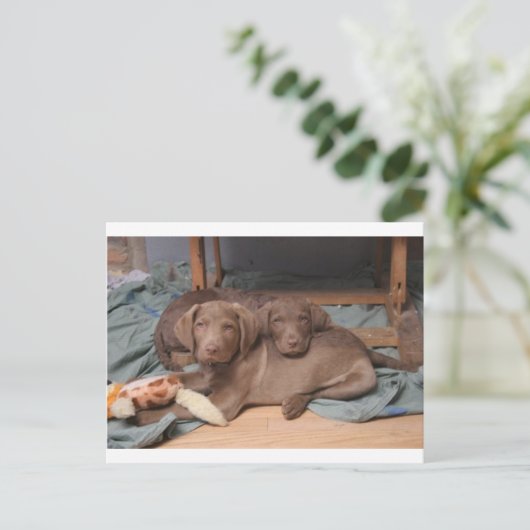 Chesapeake Bay Retrievers Briefkaart (Staand voorkant)