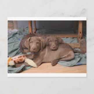 Chesapeake Bay Retrievers Briefkaart