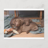Chesapeake Bay Retrievers Briefkaart (Voorkant)