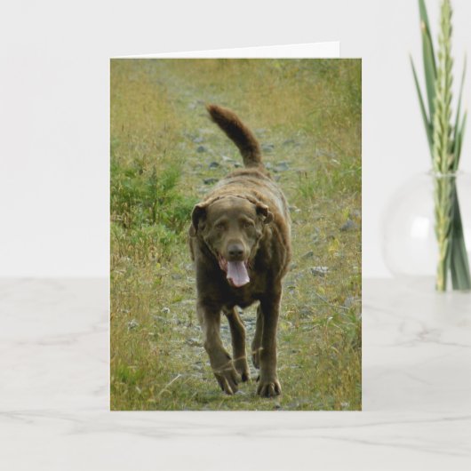 Chesapeake de Retriever van de Baai, Nederlandse Kaart (Voorkant)