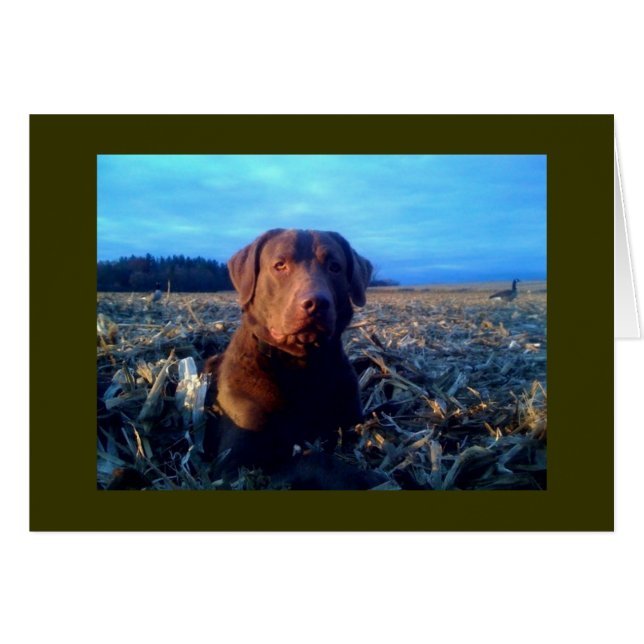 Chessie (Voorkant Horizontaal)