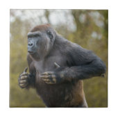 Chest Beating Gorilla Tegeltje (Voorkant)