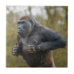 Chest Beating Gorilla Tegeltje