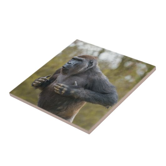 Chest Beating Gorilla Tegeltje (Zijkant)