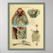 Chest Heart Lungs Anatomy Medical Art Print (Voorkant)