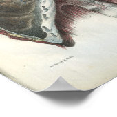 Chest Lung  Anatomy Print (Hoek)