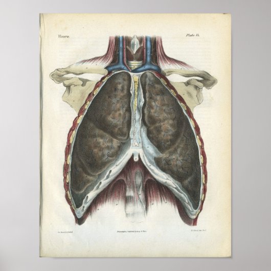 Chest Lung  Anatomy Print (Voorkant)