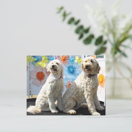 Chester en Lilly - GoldenDoodle -7 Briefkaart (Staand voorkant)