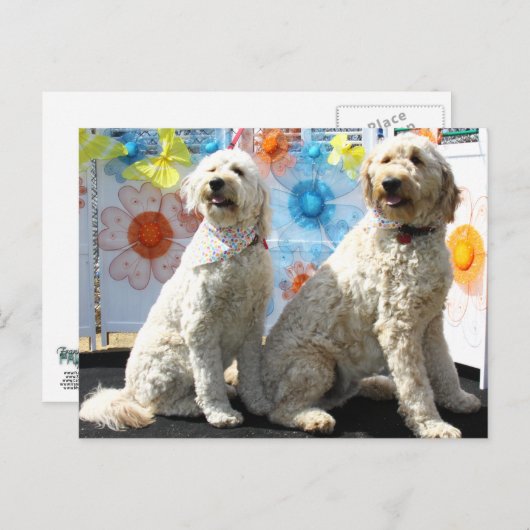 Chester en Lilly - GoldenDoodle -7 Briefkaart (Voorkant / Achterkant)