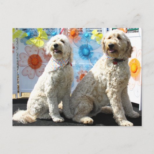 Chester en Lilly - GoldenDoodle -7 Briefkaart (Voorkant)