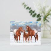 Chestnut Appaloosa Sorrel Quarter Paarden in sneeu Briefkaart (Staand voorkant)