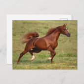 Chestnut Arab Stallion Mane en Tail stromend Briefkaart (Voorkant / Achterkant)