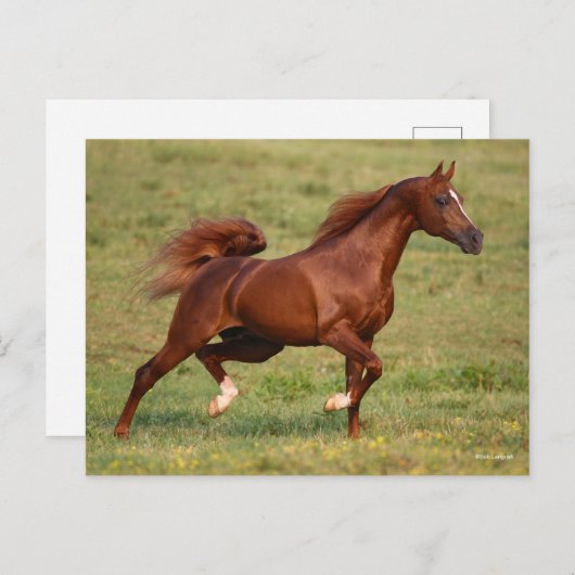Chestnut Arab Stallion Mane en Tail stromend Briefkaart (Voorkant / Achterkant)