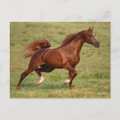 Chestnut Arab Stallion Mane en Tail stromend Briefkaart (Voorkant)