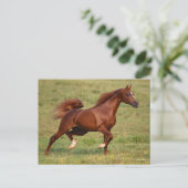 Chestnut Arab Stallion Mane en Tail stromend Briefkaart (Staand voorkant)
