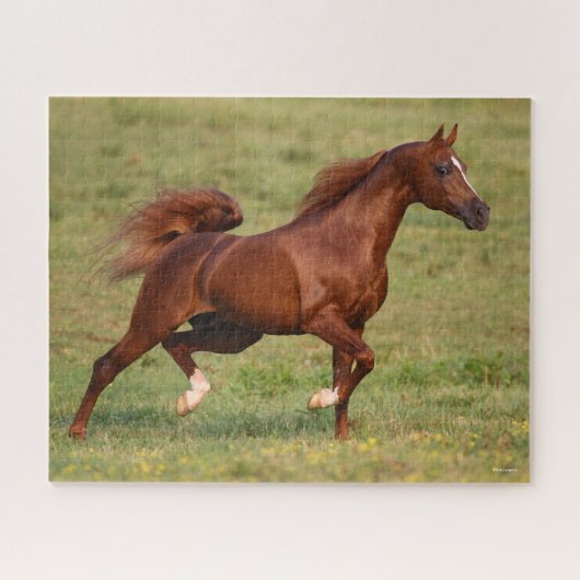Chestnut Arab Stallion Mane en Tail stromend Legpuzzel (Horizontaal)