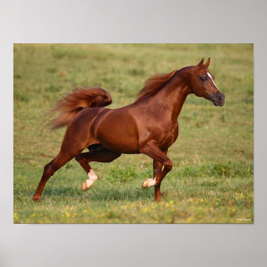 Chestnut Arab Stallion Mane en Tail stromend Poster (Voorkant)