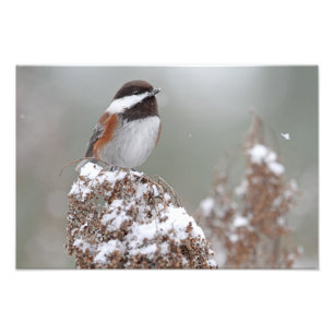 Chestnut Backed Chickadee in de sneeuw Foto Afdruk