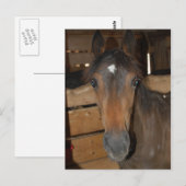 Chestnut Barn Horse Fun Briefkaart (Voorkant / Achterkant)