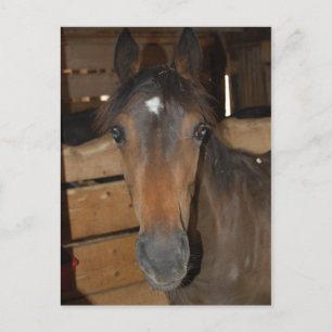 Chestnut Barn Horse Fun Briefkaart