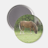 Chestnut Brown Horse Grazing Magnet (Voorkant / Achterkant)