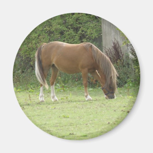 Chestnut Brown Horse Grazing Magnet (Voorkant)