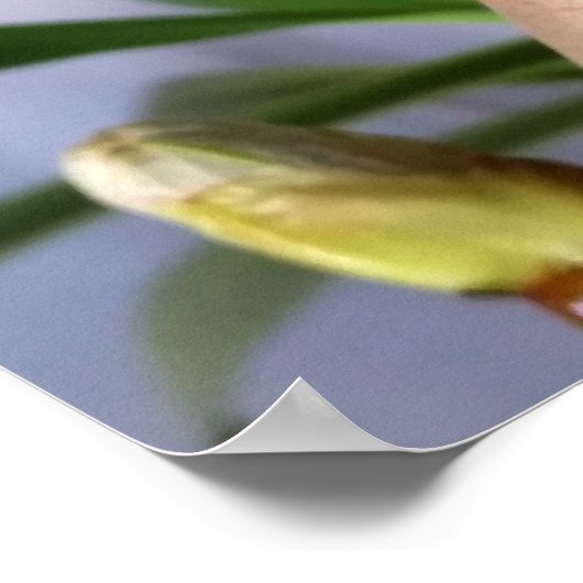 Chestnut bud poster (Hoek)