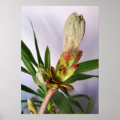 Chestnut bud poster (Voorkant)