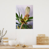 Chestnut bud poster (Keuken)
