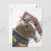 Chestnut Carriage Horse Briefkaart (Voorkant / Achterkant)