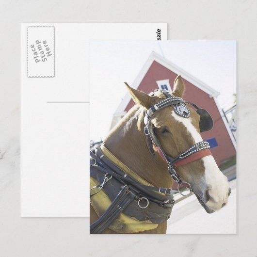 Chestnut Carriage Horse Briefkaart (Voorkant / Achterkant)