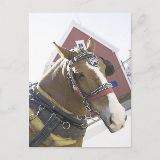 Chestnut Carriage Horse Briefkaart (Voorkant)