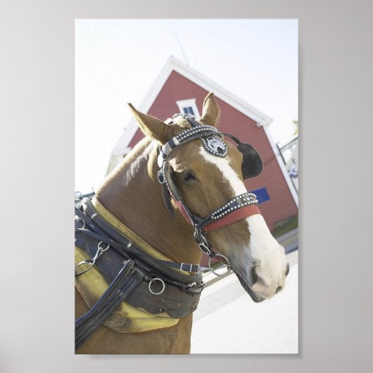 Chestnut Carriage Horse Poster (Voorkant)
