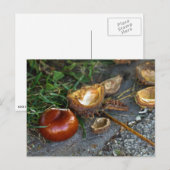 Chestnut (Conker): Herfst is hier Briefkaart (Voorkant / Achterkant)