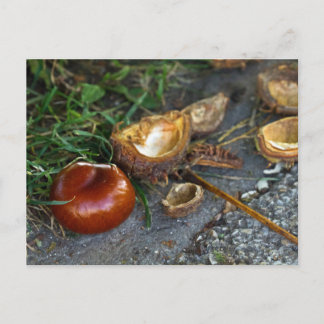 Chestnut (Conker): Herfst is hier Briefkaart