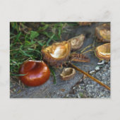 Chestnut (Conker): Herfst is hier Briefkaart (Voorkant)