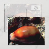 Chestnut cowrie (Cypraea spadicea) Shell Briefkaart (Voorkant / Achterkant)