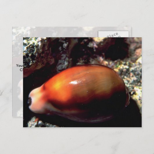 Chestnut cowrie (Cypraea spadicea) Shell Briefkaart (Voorkant / Achterkant)