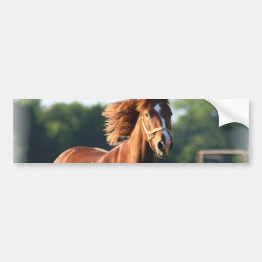 Chestnut Galloping Horse Bumpersticker (Voorkant)
