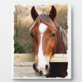 CHESTNUT HORSE FOTOPLAAT (Voorkant)