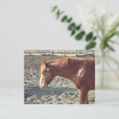 Chestnut Horse Love Briefkaart (Staand voorkant)