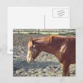 Chestnut Horse Love Briefkaart (Voorkant / Achterkant)