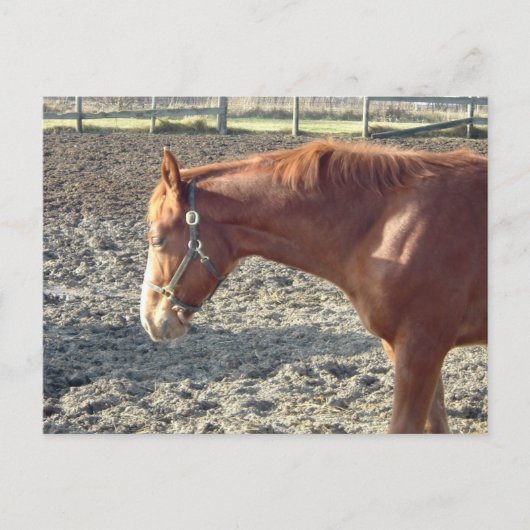 Chestnut Horse Love Briefkaart (Voorkant)