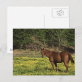 Chestnut in Gele Bloemen Briefkaart (Voorkant / Achterkant)