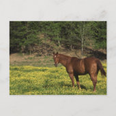 Chestnut in Gele Bloemen Briefkaart (Voorkant)