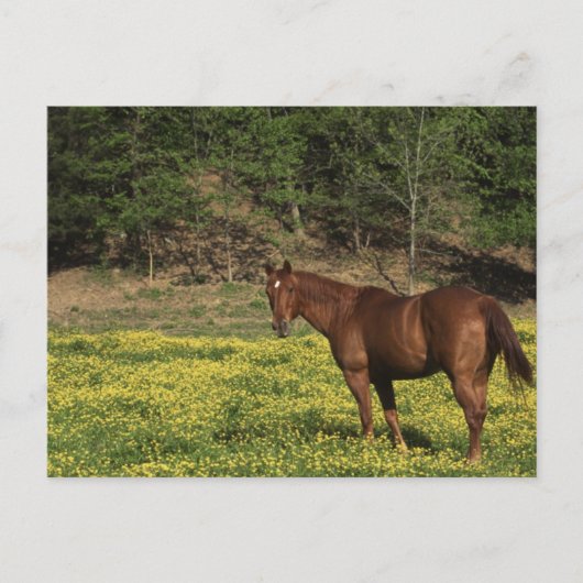 Chestnut in Gele Bloemen Briefkaart (Voorkant)